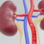 The Remarkable Resilience of the Single-Functioning Kidney